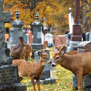 White tailed deer in a cemetery - wildlife of Southwestern Ontario