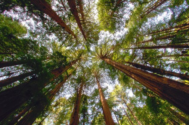 Redwood trees in Muir Woods, CA.