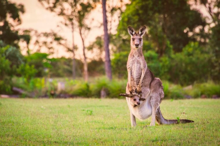 Mother kangaroo with child in her pouch
