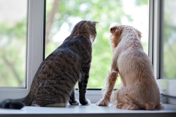 Striped, gray cat and dog sitting on the window