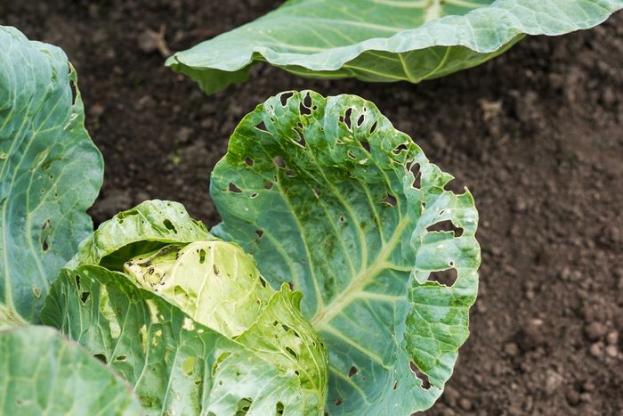 Cabbage damaged by insects is close