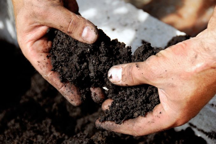 black soil in man hand closeup outdoor