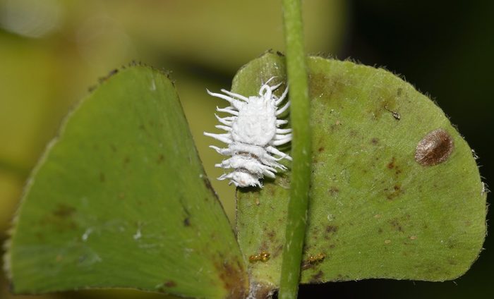 Mealybug Ladybird Larva - Cryptolaemus montrouzieriAustralian Ladybird larva used as biological pest control of Mealy-bugs in greenhouses