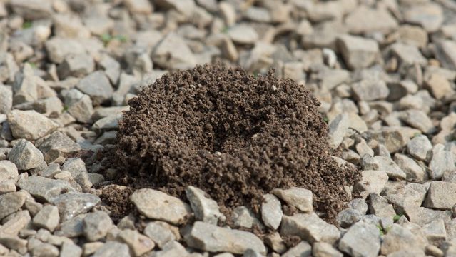 Pavement ants have built a small anthill, on a gravel sidewalk.