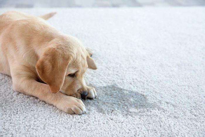 Cute puppy lying on carpet near wet spot