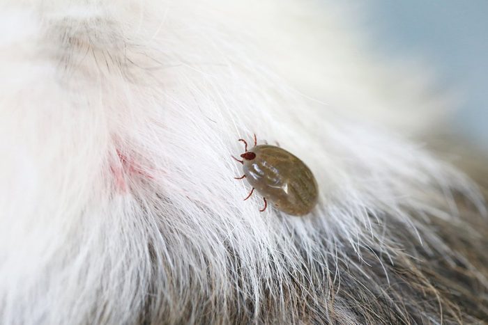 Big Tick on a dog in clearing,Sucking the blood of dogs and insect spreading pathogens.