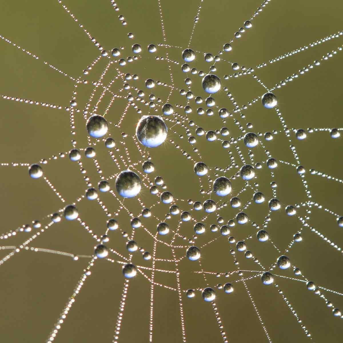 Large-spider-web-with-raindrops