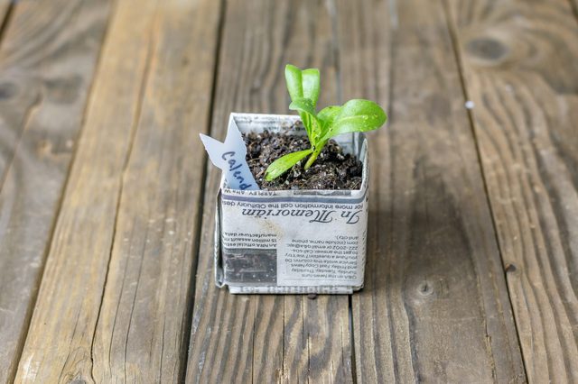 newspaper plant pot