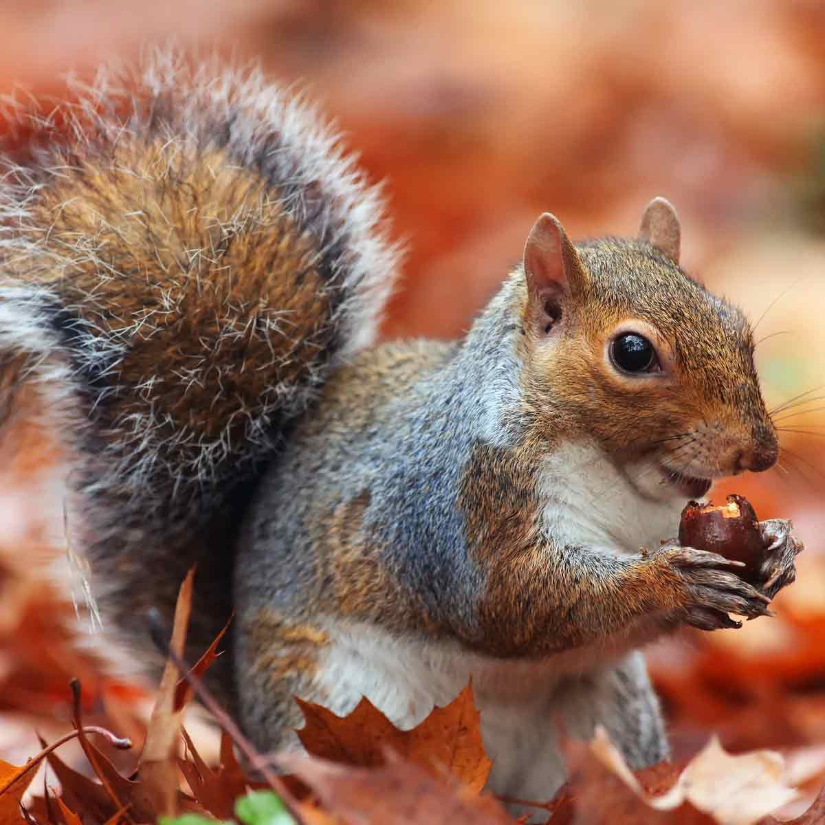 Squirrel-standing-up-with-acorn-in-paws