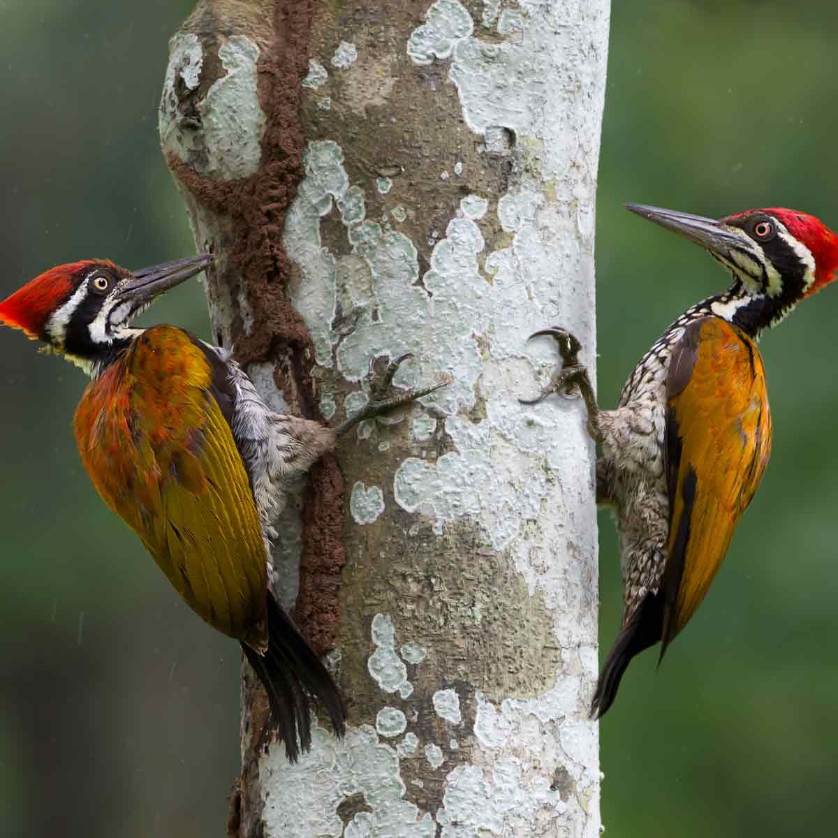 Two-woodpeckers-share-a-tree