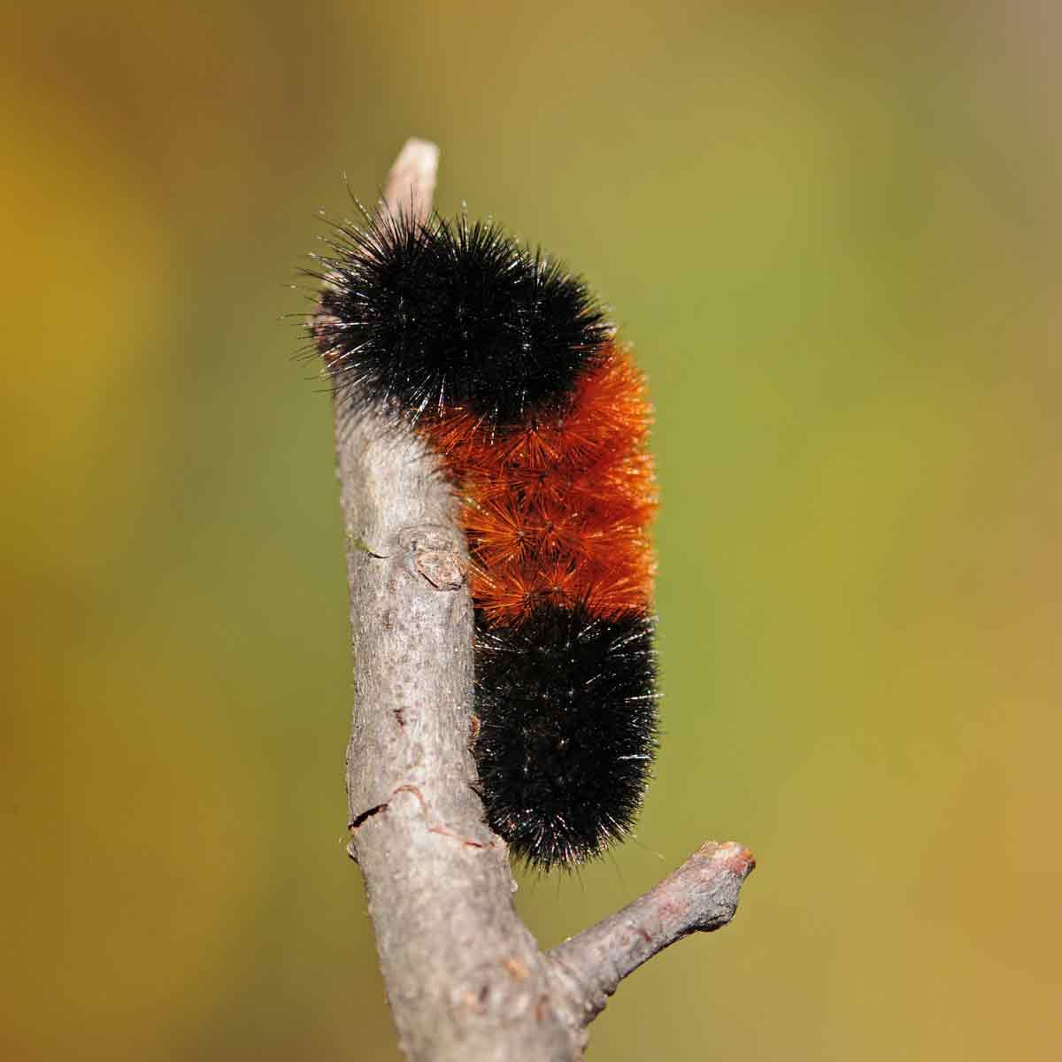 Woolly-caterpillar