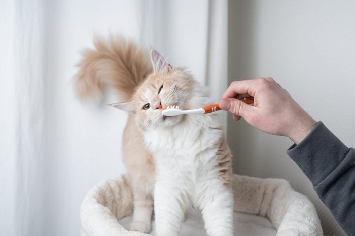 cream colored maine coon cat getting teeth brushed by owner
