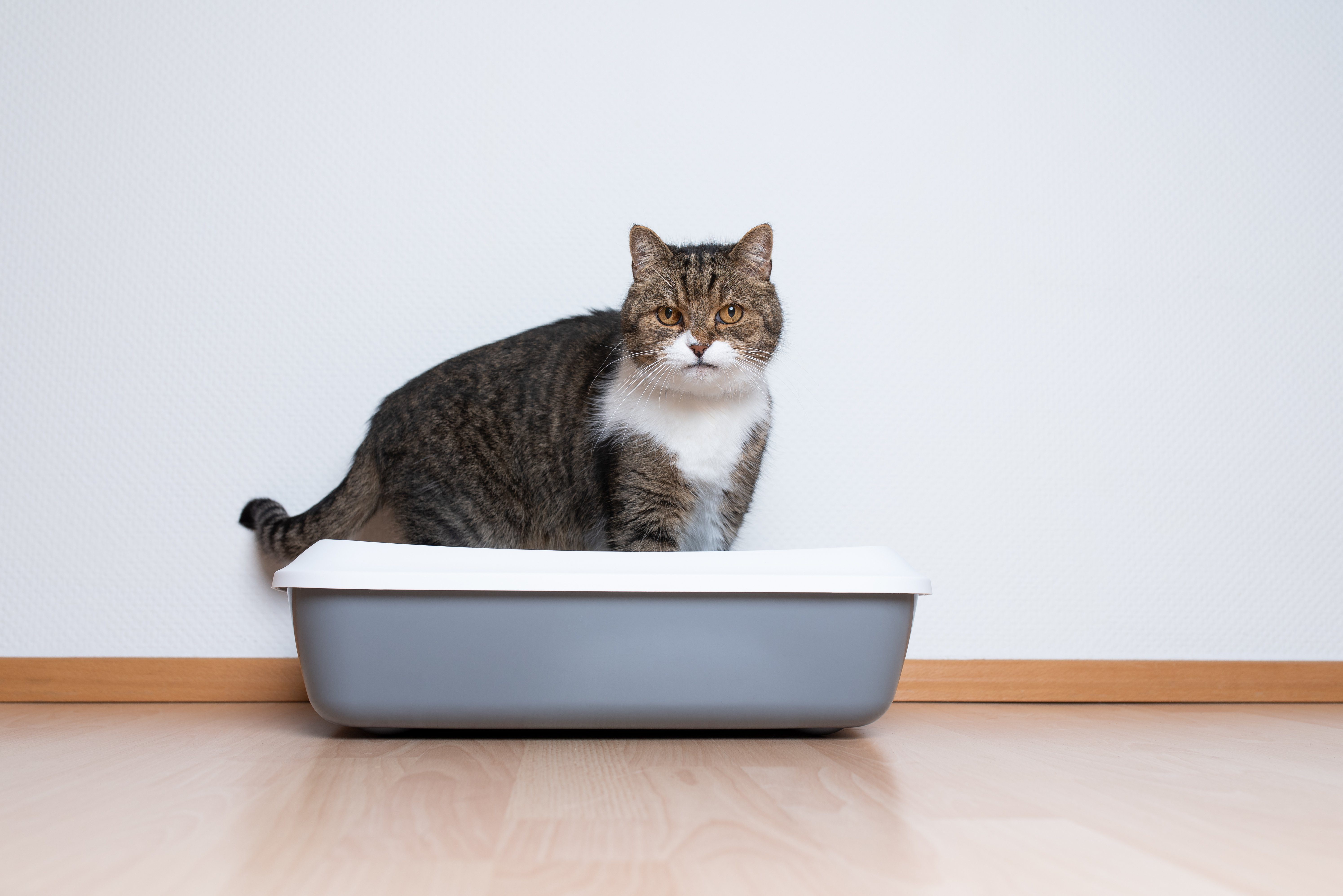 side view of a tabby british shorthair cat using a cat litter box in front of white wall with copy space looking at camera