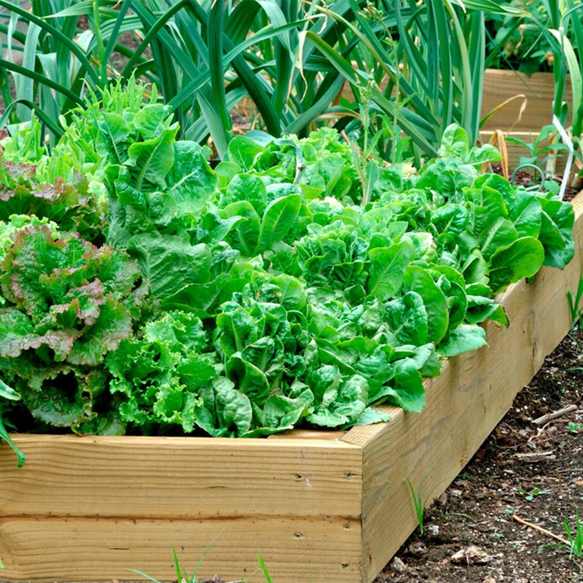 plants vegetables in garden planter