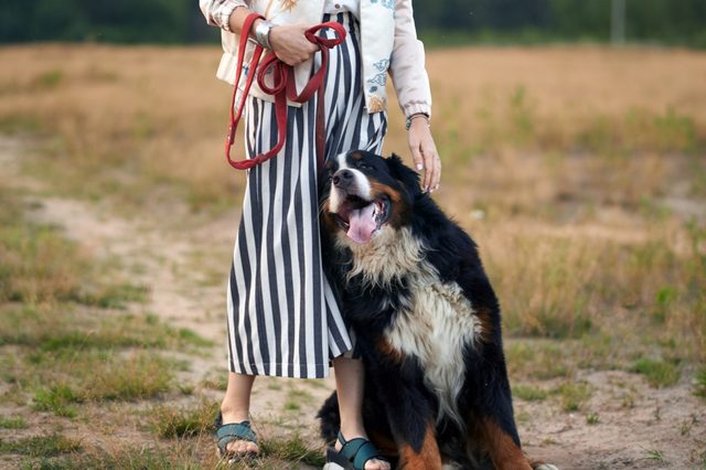 girl and dog sennenhund breed the dog loves his mistress leans on her. the hostess's legs the dog and the leash
