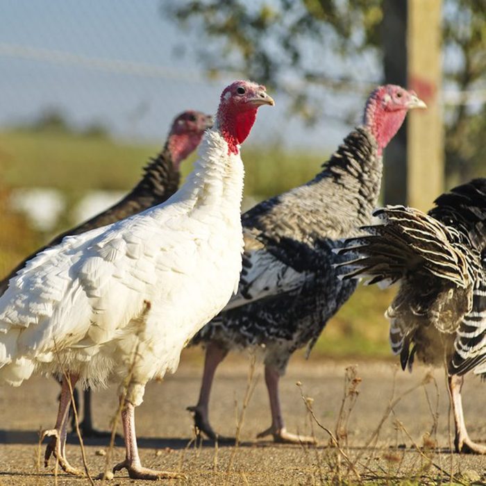genius holiday tips - Free range turkeys