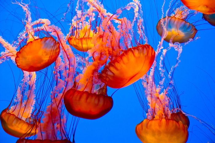 spectacular jellyfish