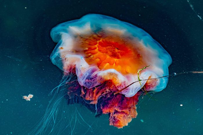 Jellyfish off the coast of Sweden