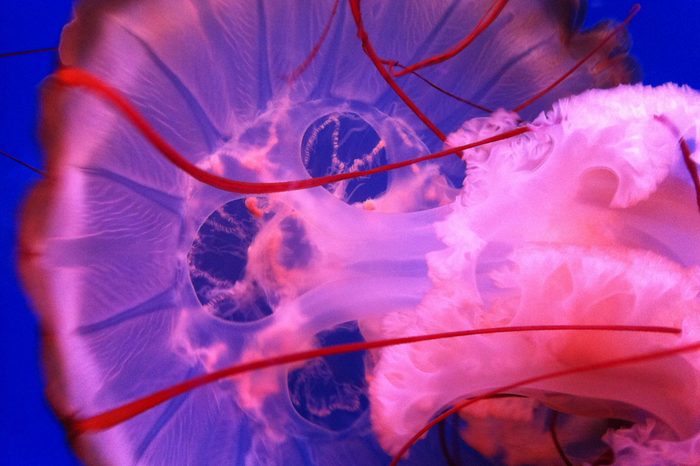 Pulsing Vibrant Pink Jellyfish In Blue Water