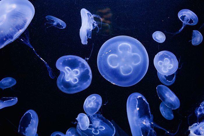 group of common or moon jellyfishs (Aurelia aurita)