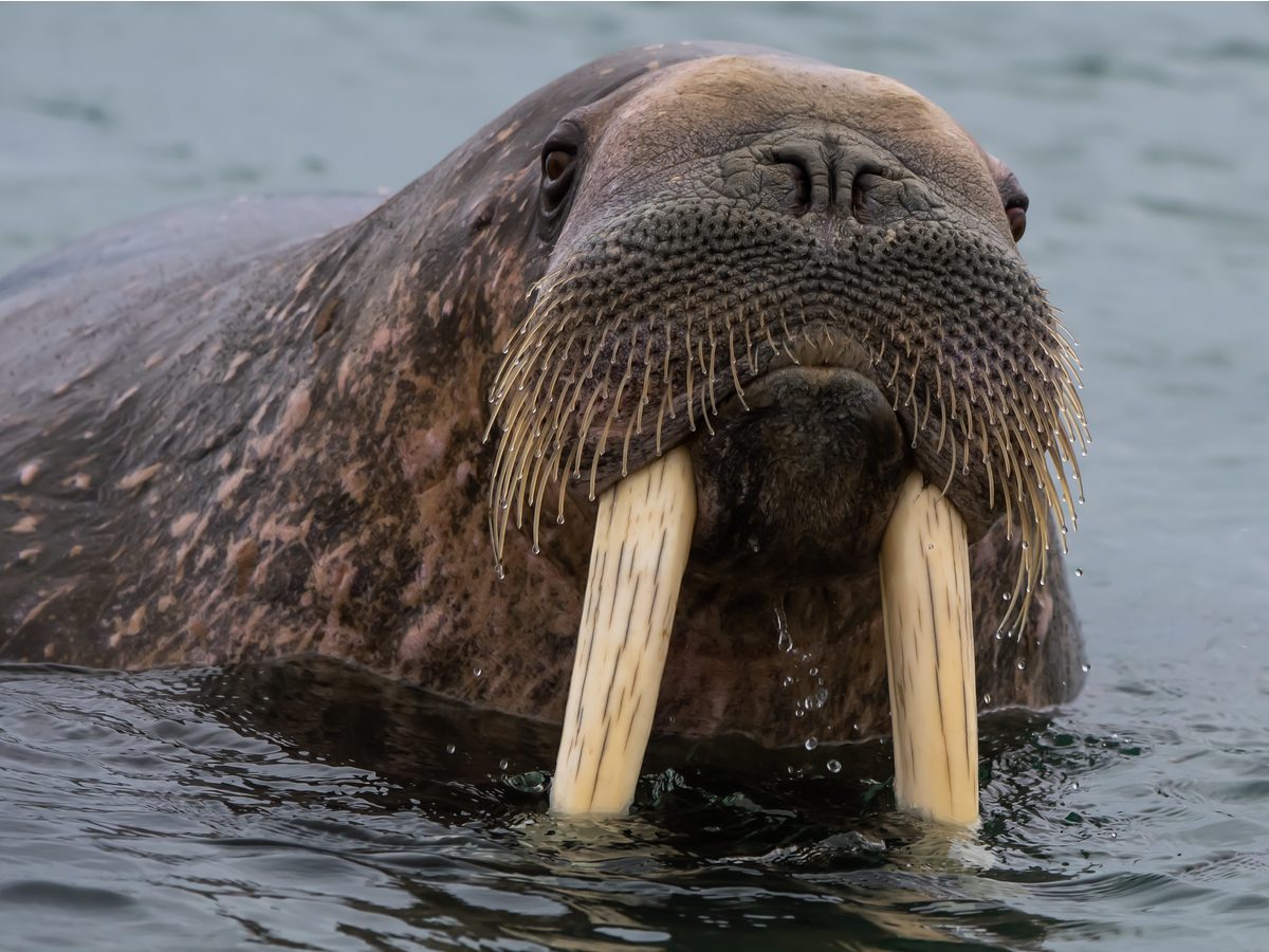 Outrageous news stories - walrus