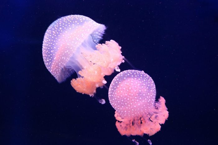 Two pink barrel jellyfish swimming in the dark water