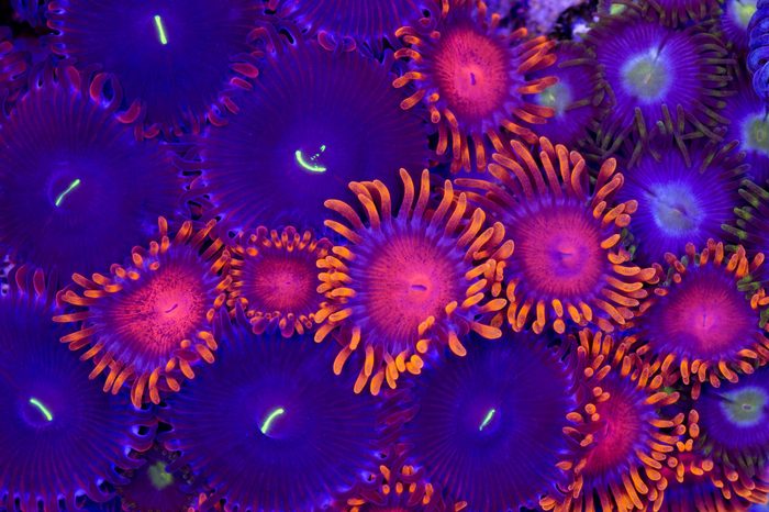 This is a mixture of bam bam zoanthid polyps and purple people eater palythoa zoanthid polyps on a rock.