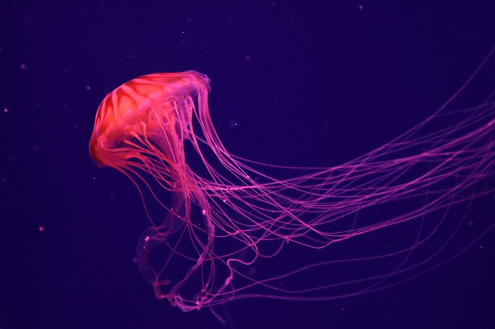 red jellyfish in the sea