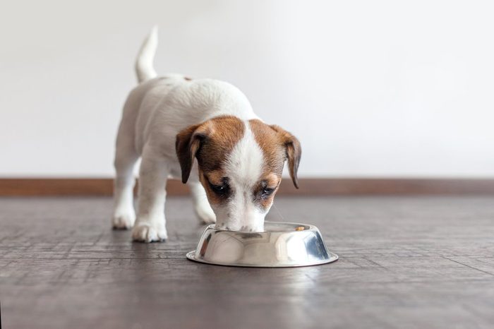 Dog eating food from bowl. Puppy jackrussell terier with dogs food