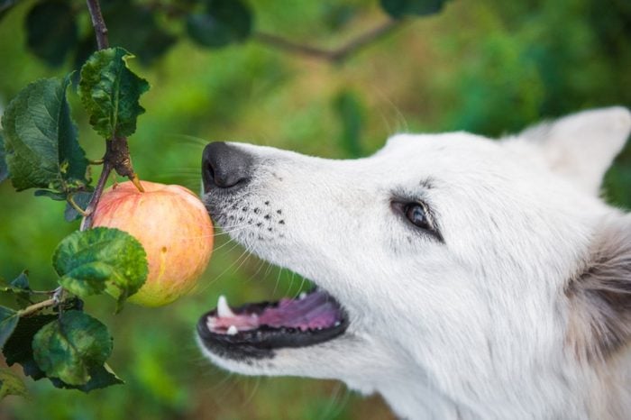 White swiss Shepherd dog is playing with apple or is eating fruit