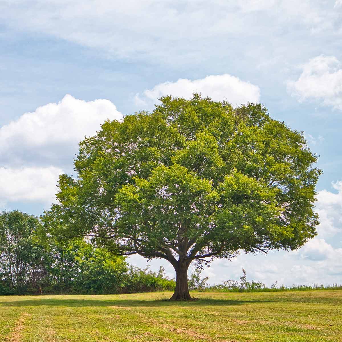 large tree in open yard