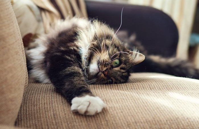 Fluffy domestic cat stretching on the sofa