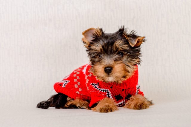 Cute sitting Yorkshire Terrier puppy dog in a Christmas - Isolated on a white background. A small dog in a sweater.