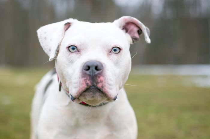 A white Pit Bull mixed breed dog outdoors