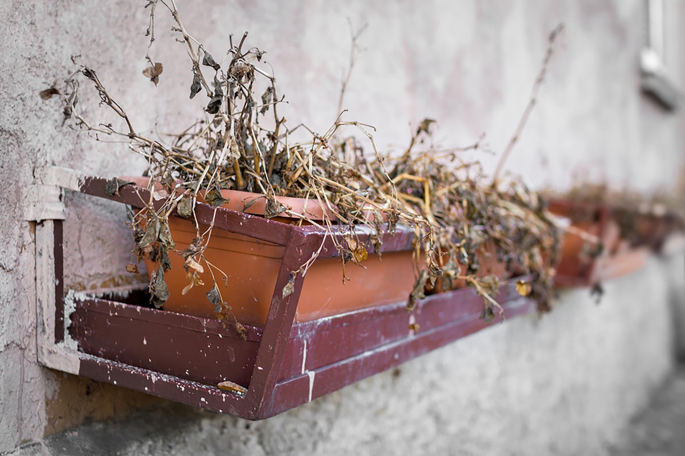 These Hacks Can Revive Almost Any Dead Plant | Reader's Digest