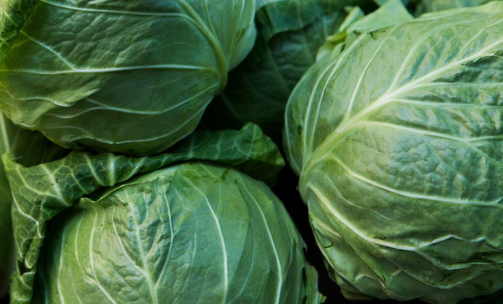 Cabbage background. Fresh cabbage from farm field. Close up macro view of green cabbages. Vegetarian food concept. Group of green cabbages in a market. Healthy concept.