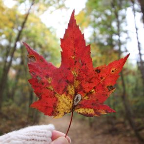 Canadian red maple leaf