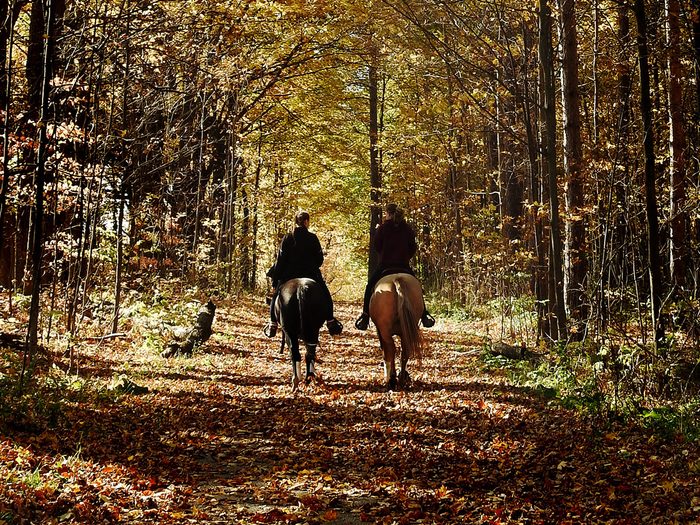 Horseback riding in the York Regional Forests Trails Hall Tract