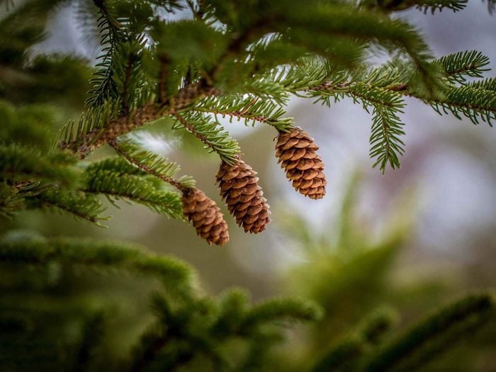 Pine cones hanging from evergreen tree