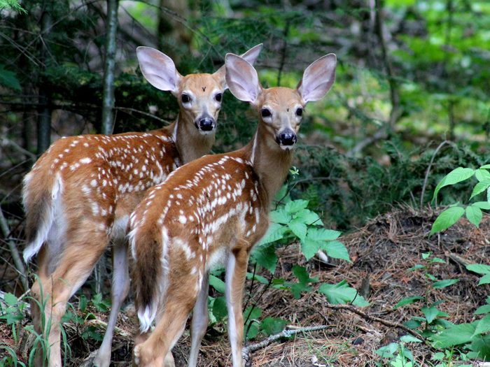 A pair of baby deer in Bon Echo Provincial Park 