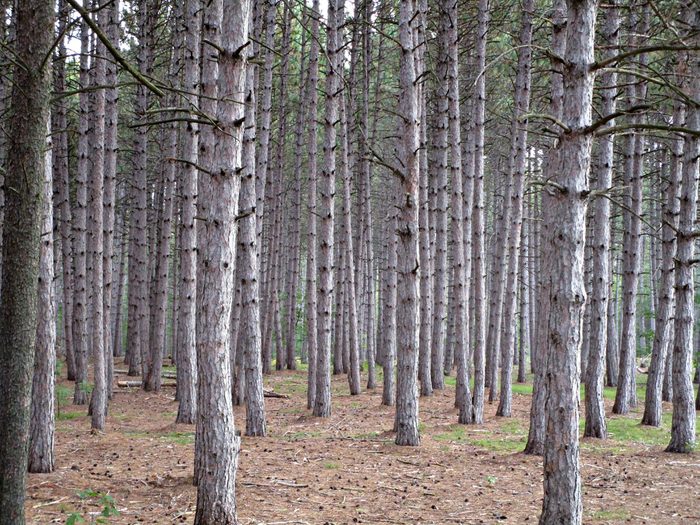 Red pine woods of Petawawa, ON
