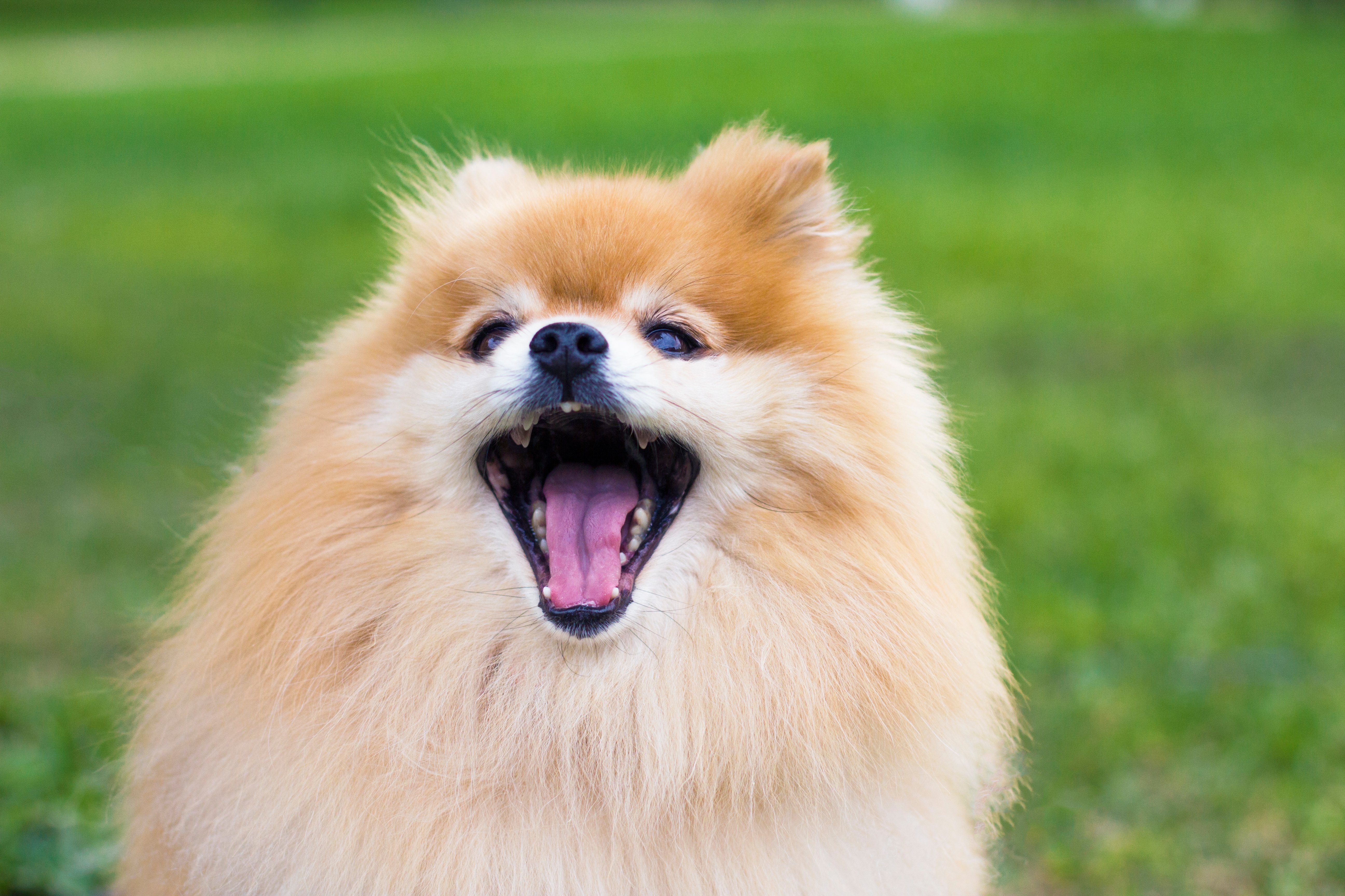 Close up portrait of Pomeranian spitz dog with tongue, open wide mouth outdoor on green grass. Happy smiling fluffy little orange puppy is barking. Funny cute animal walking, playing. Love pet concept