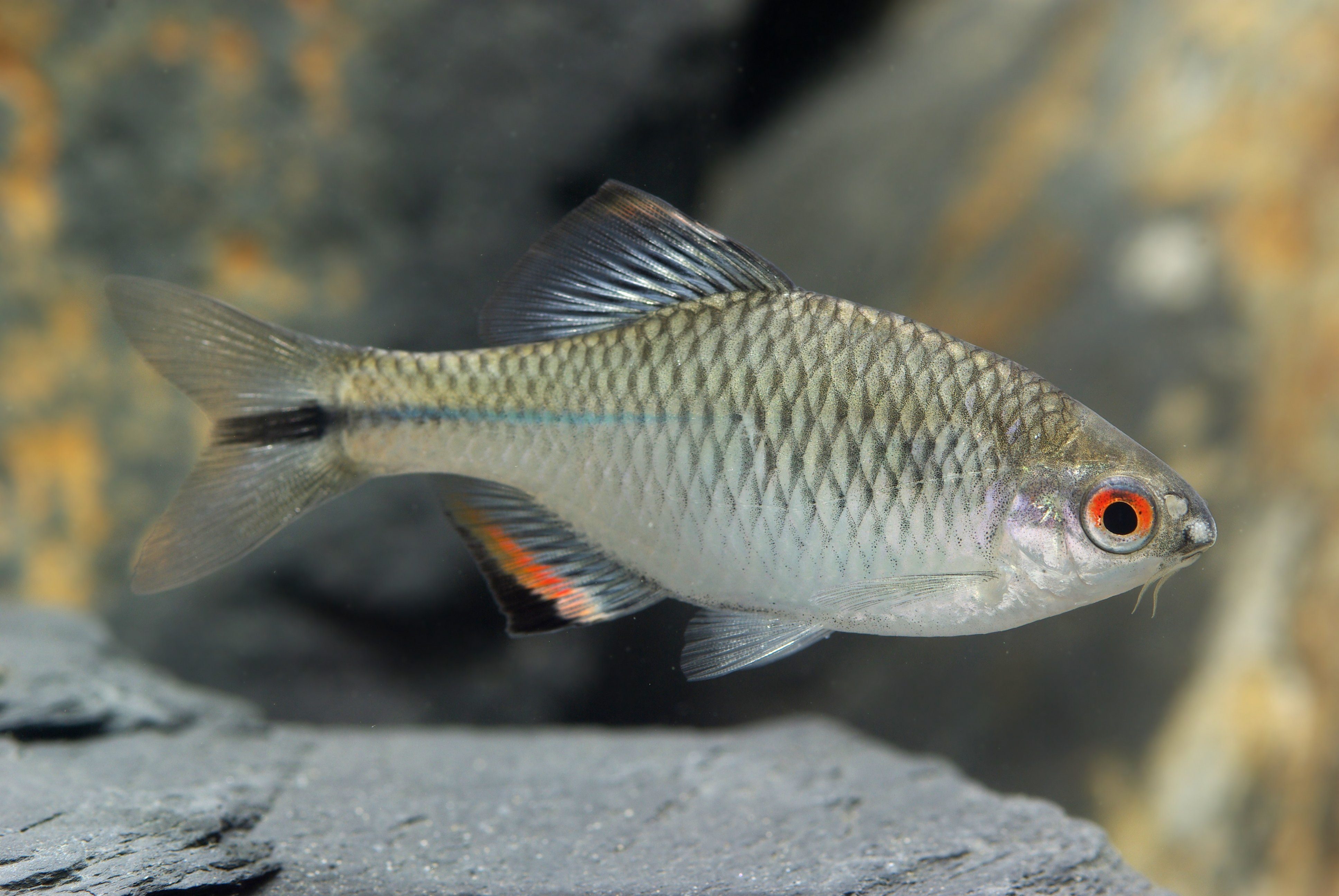 Tanakia himantegus(Taiwan bitterling), male
