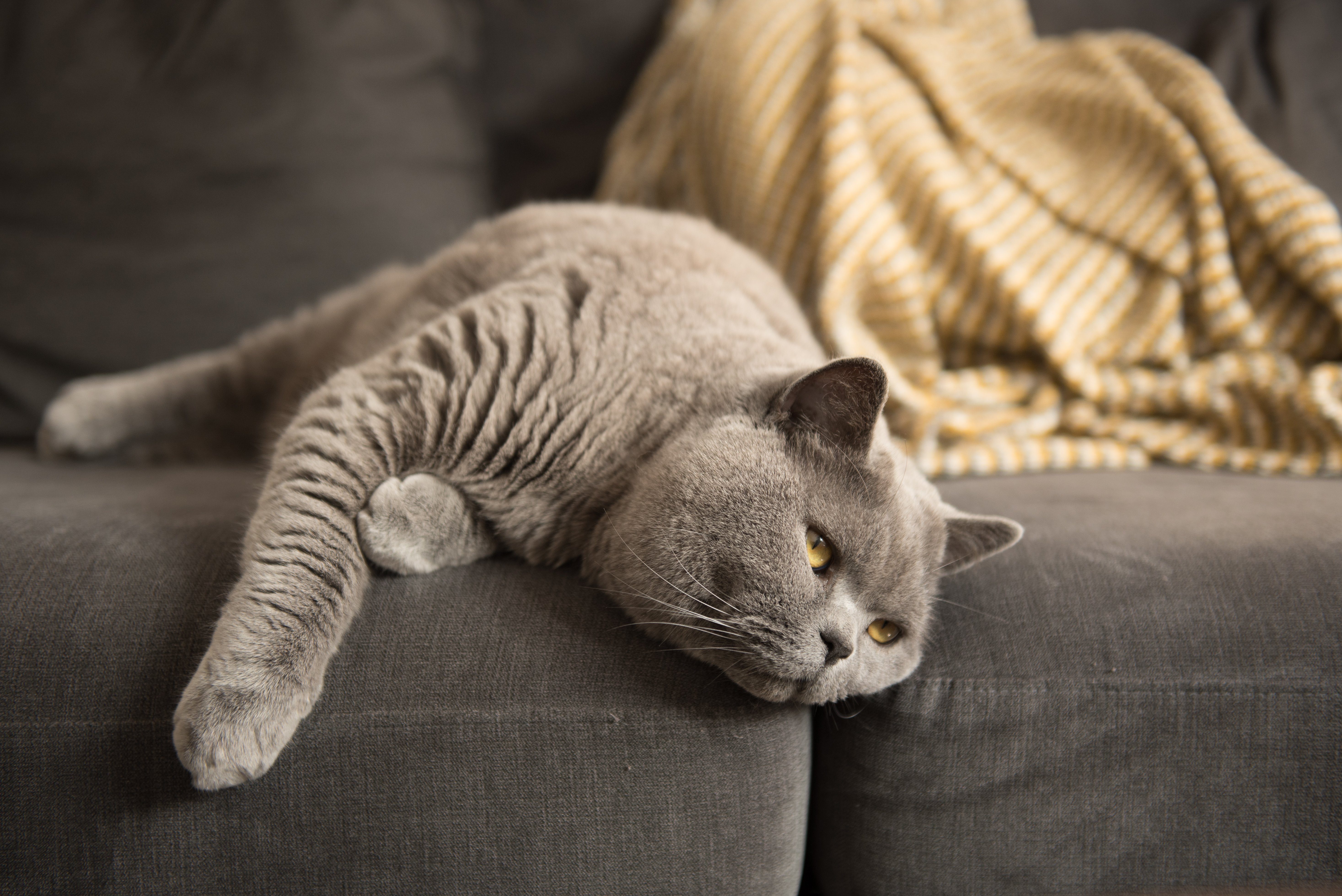 A British Shorthair cat looks away as she lies on the edge of a grey sofa in a house in Edinburgh City, Scotland, UK, where, where a yellow blanket can be seen in the background