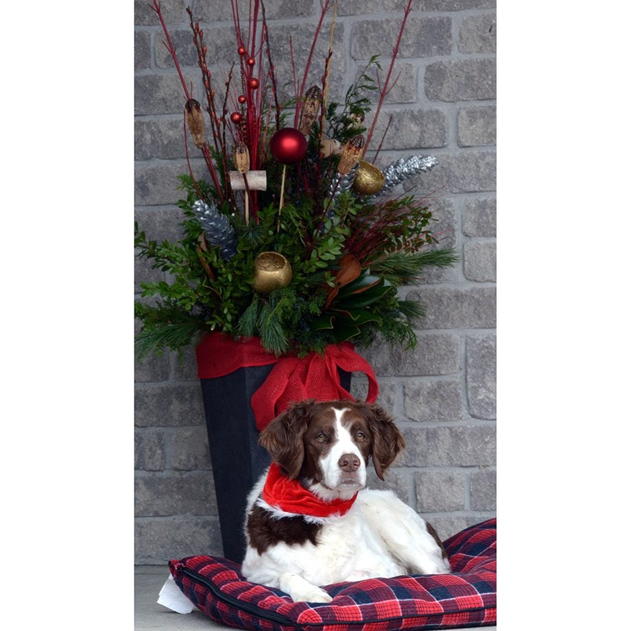 Deck the halls - holiday outdoor planter and dog