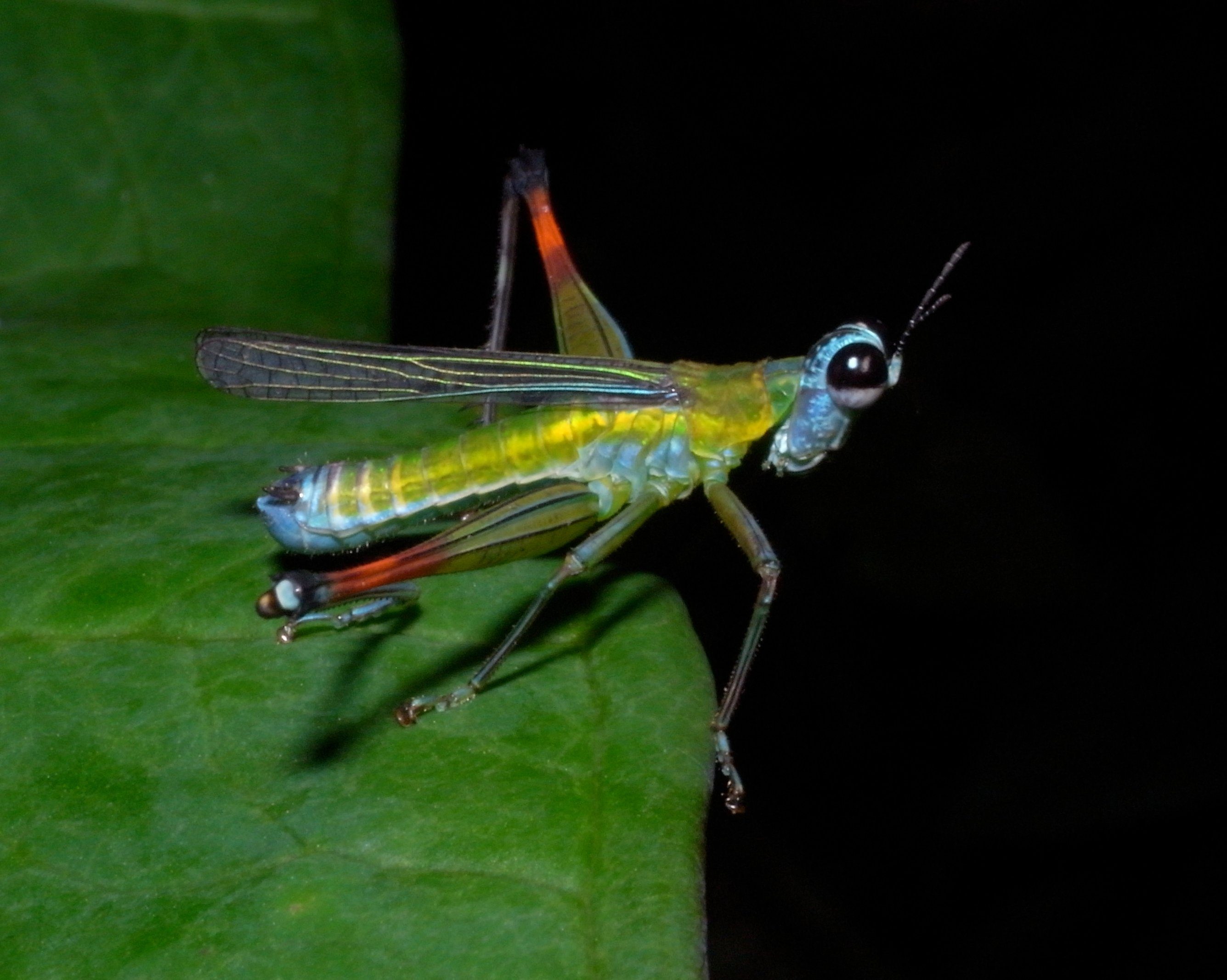 Colourful Rainbow Monkey Grasshopper, Eumastacidae monkey- or matchstick grasshoppers, Costa Rica