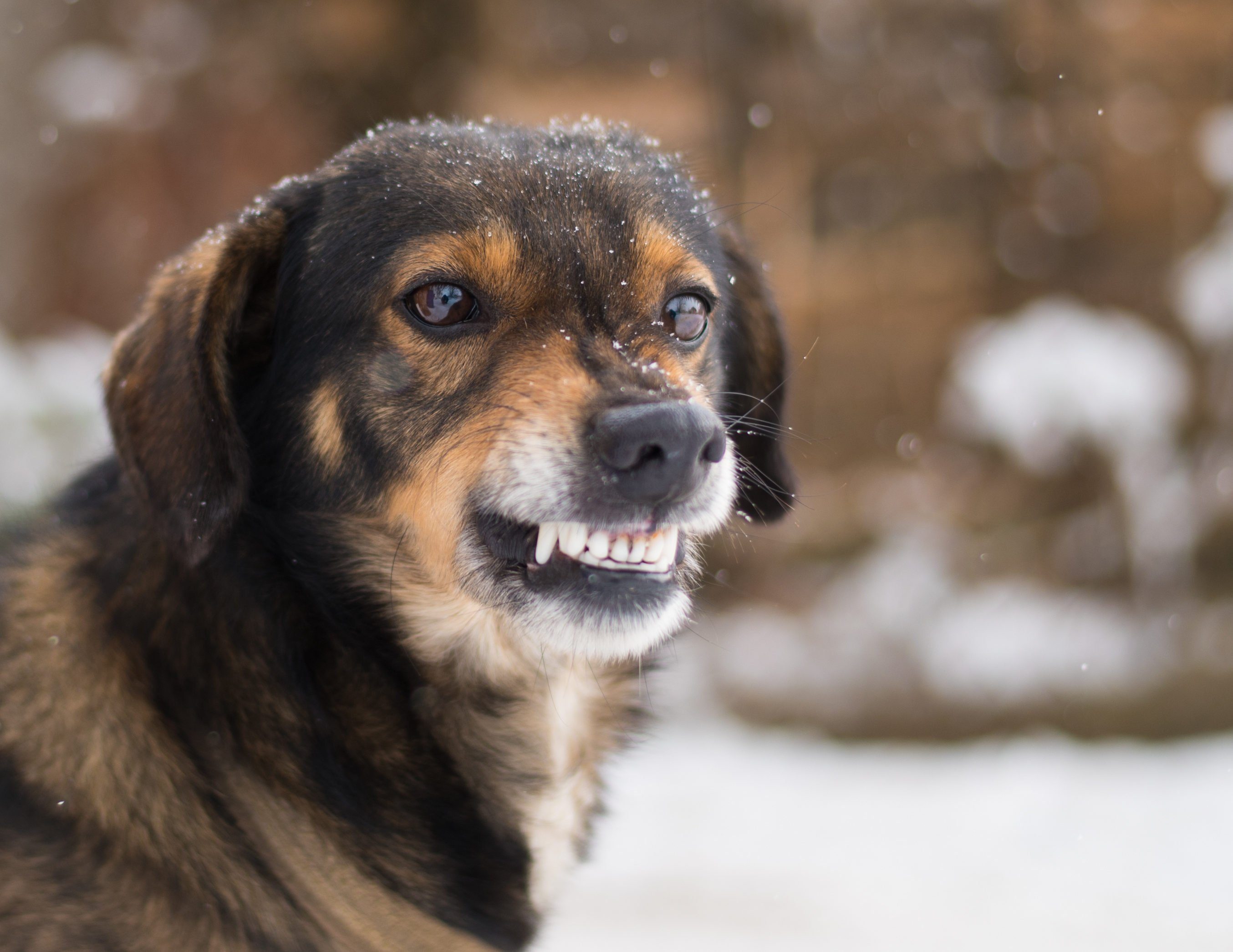 Angry dog shows teeth. Pets. Wicked aggressive dog. Angry dangerous dog protection barking attacks. "best friend" , Enraged aggressive, angry dog. Grin jaws with fangs , hungry, drool.