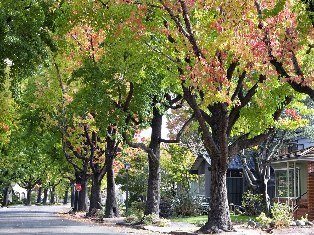 Residential street with many trees