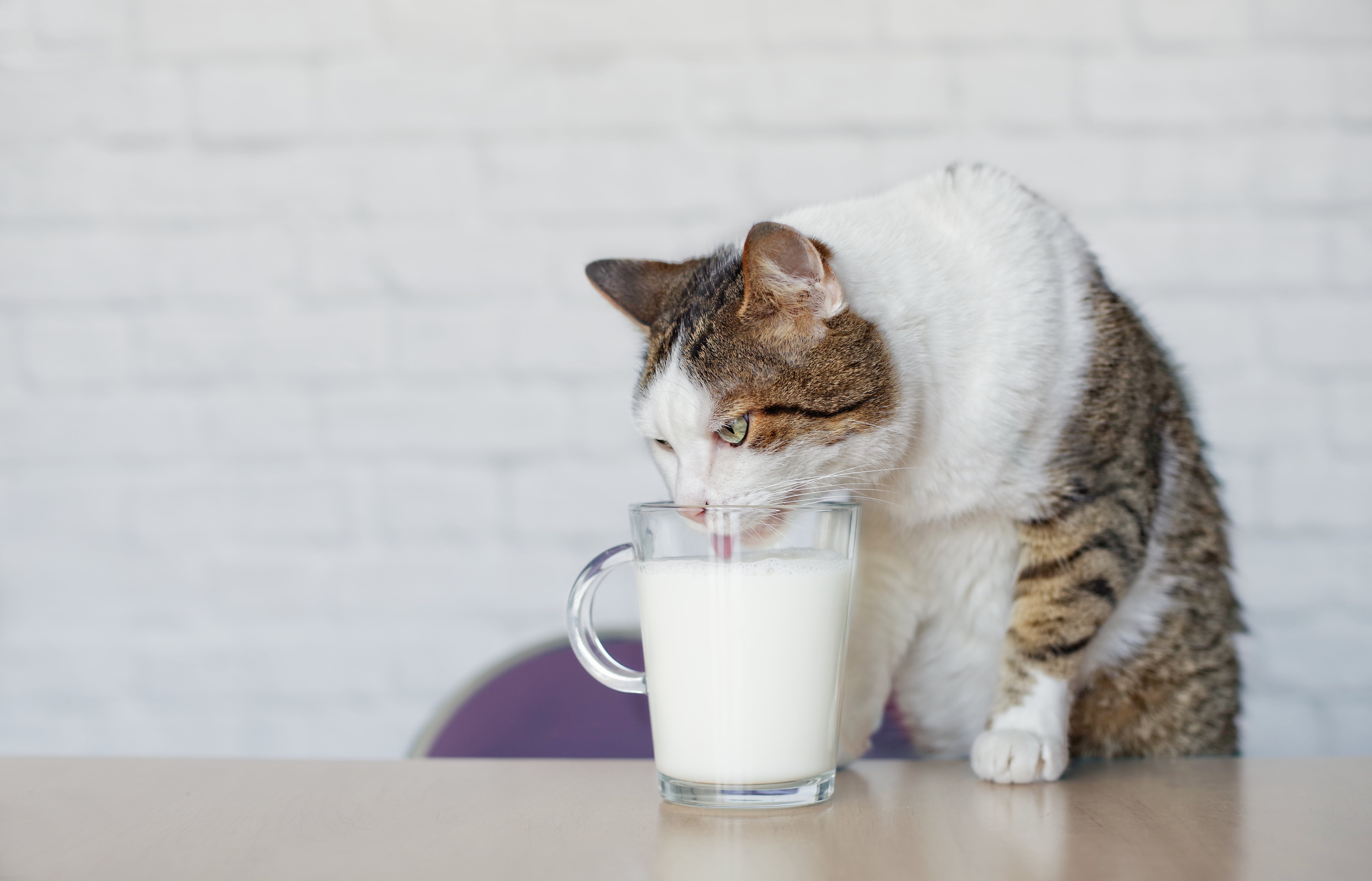  Old tabby cat drinks milk from a cup.