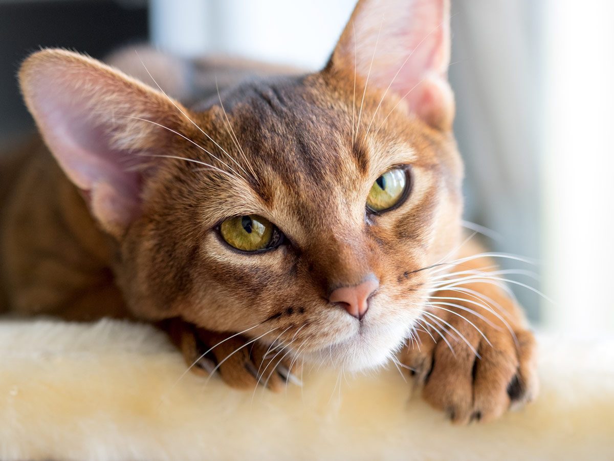 Most affectionate cats - Abyssinian